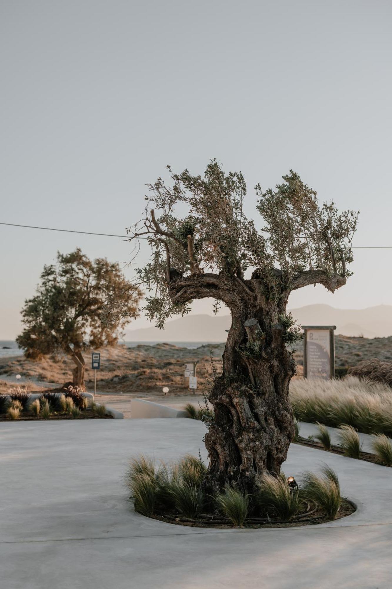 Onym Curated Villas Pláka المظهر الخارجي الصورة